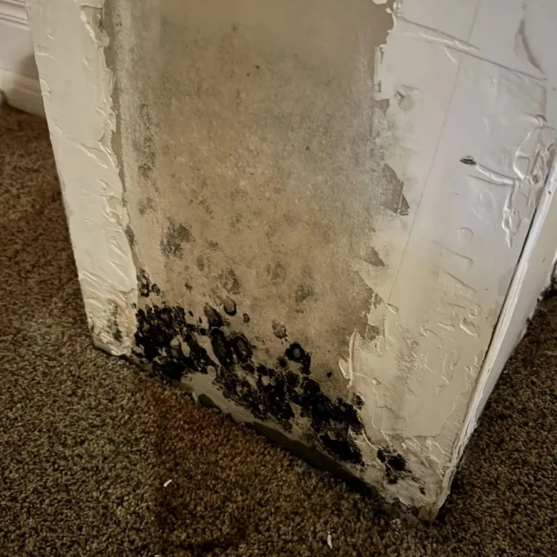 Professional Mold Removal in Gambier, OH